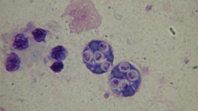 Marteilia tertiarceller