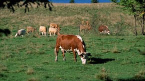 Kor betar på grönt gräs.