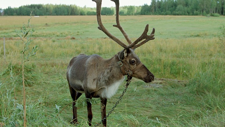Ren i ett åkerlandskap