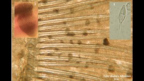 Henneguya Psorospermica