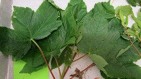 Blad av tysklönn