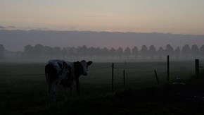 Ko som står på åker i gryningsljus och dimma.