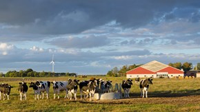 Kor på fält framför stallbyggnad