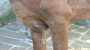 Vätskesvullnad (ödem) mellan frambenen hos häst med beskällarsjuka (dourine).