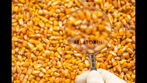 Massor av majs och en hand som håller i ett förstoringsglas där det är inklippt texten aflatoxin.