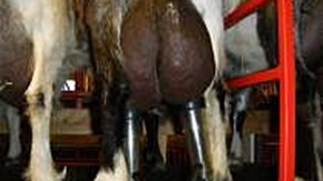 En get som mjölkas ses bakifrån. En mjölkningsmaskin är kopplad till getens juver.